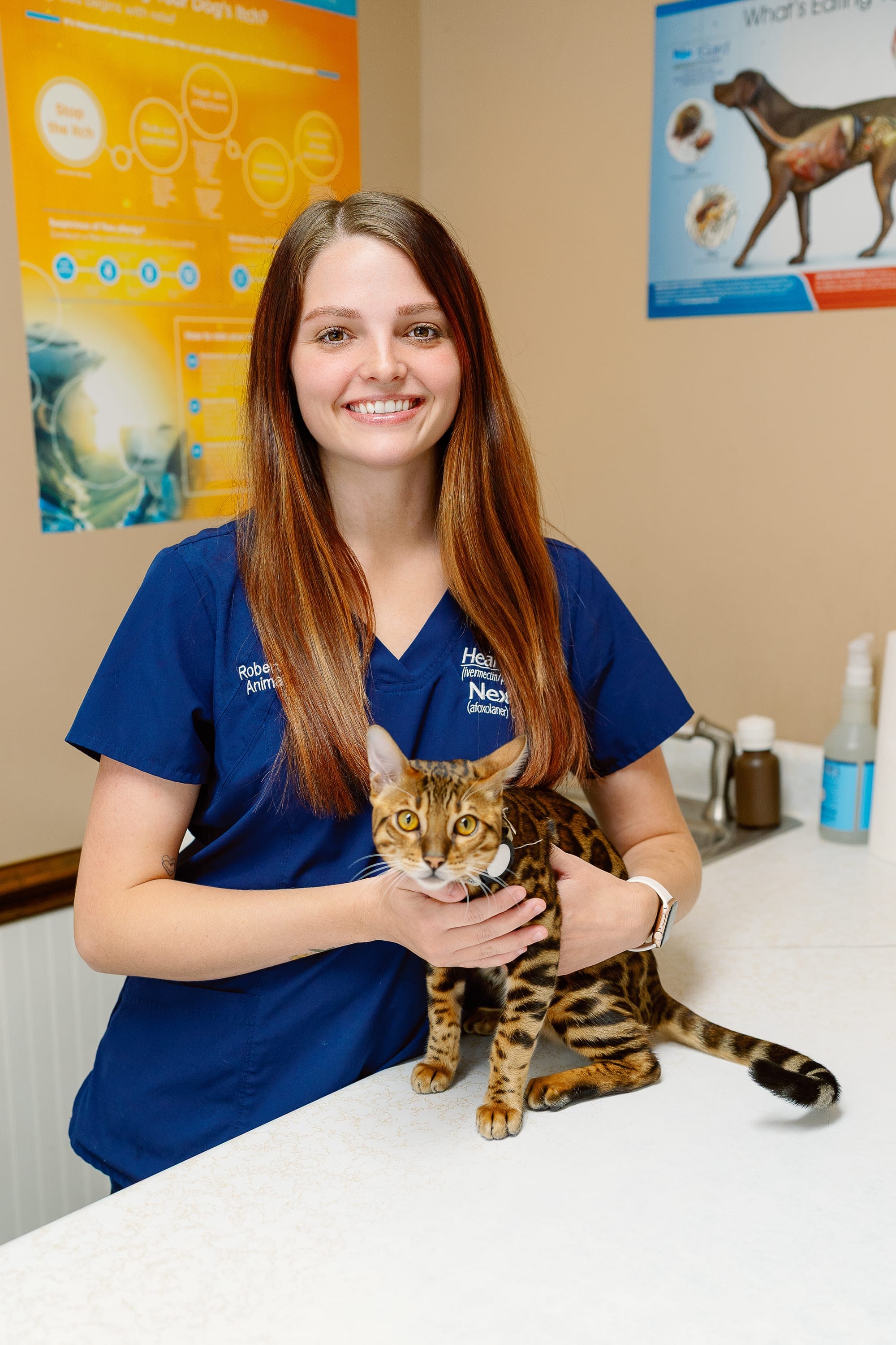 A Roberts Small Animal Clinic team member gently examining a Bengal cat